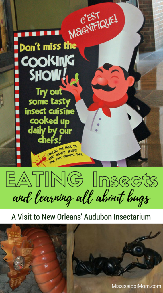 Chocolate Chip Cricket Cookies, anyone? A visit to Audubon Insectarium in New Orleans is a chance to eat insects and learn all about bugs!