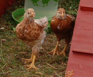 chickencoop11